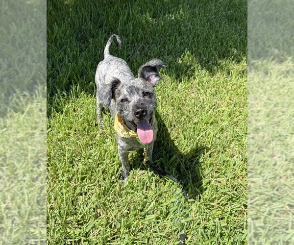 Medium Photo #2 Mutt Puppy For Sale in San Leon, TX, USA