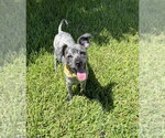 Small #1 Mutt