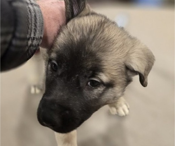 Medium Photo #2 Alaskan Malamute-Mastiff Mix Puppy For Sale in OMAHA, NE, USA