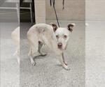 Small American Pit Bull Terrier Mix