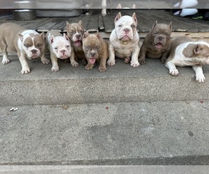 American Bully Puppy for sale in CORLISS, PA, USA