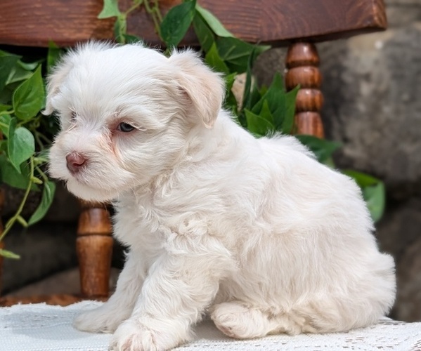 Medium Photo #34 Havanese Puppy For Sale in GOSHEN, IN, USA