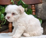 Small Photo #34 Havanese Puppy For Sale in GOSHEN, IN, USA