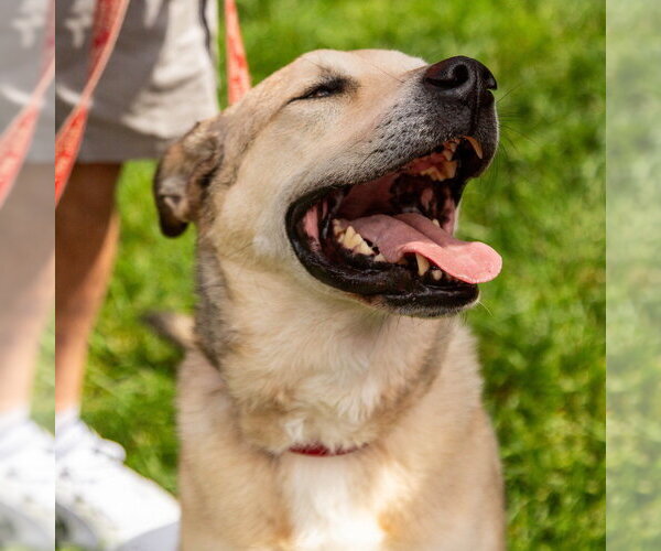 Medium Photo #39 Anatolian Shepherd-Unknown Mix Puppy For Sale in Canton, CT, USA