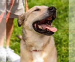 Small #38 Anatolian Shepherd Mix