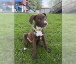 Small #3 Labrador Retriever Mix