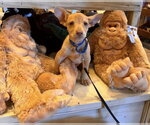 Small #15 Labrador Retriever Mix