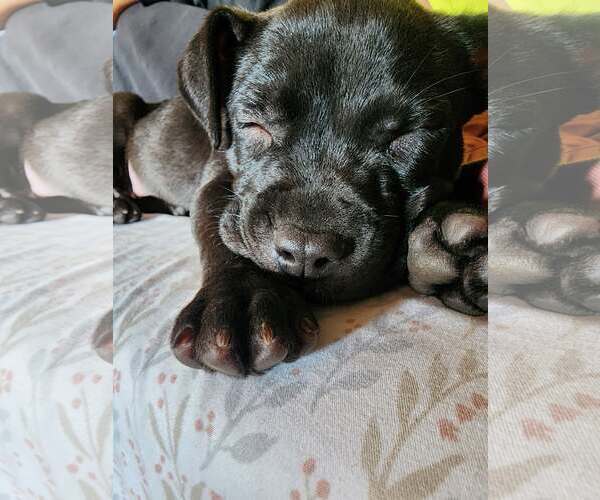Medium Photo #1 Mutt Puppy For Sale in Belleville, MI, USA