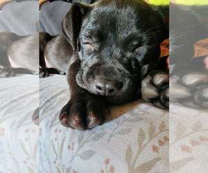 Mutt Dogs for adoption in Belleville, MI, USA