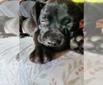 Small Mutt