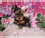 Puppy 3 Yorkshire Terrier