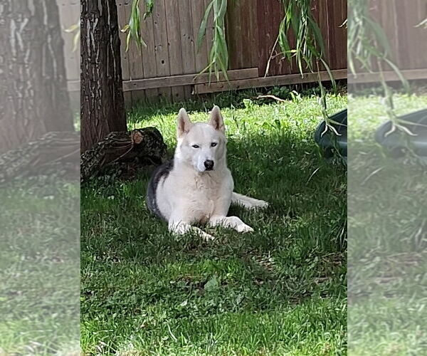 Medium Photo #4 Siberian Husky Puppy For Sale in Bellingham, WA, USA