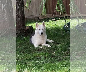 Sai - Male Siberian Husky Dog for Adoption - Photo #4