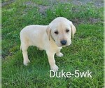 Small Photo #3 Labrador Retriever Puppy For Sale in CATO, NY, USA