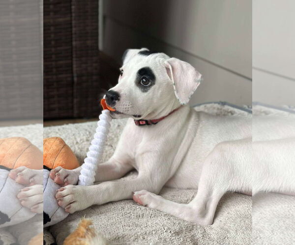 Medium Photo #4 American Pit Bull Terrier-Unknown Mix Puppy For Sale in pomfret, CT, USA