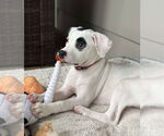 Small #3 American Pit Bull Terrier Mix
