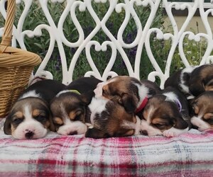 Beagle Puppy for sale in COEUR D ALENE, ID, USA