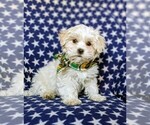 Small Photo #2 Maltese Puppy For Sale in ATGLEN, PA, USA