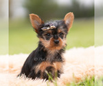 Small Photo #92 Yorkshire Terrier Puppy For Sale in WARSAW, IN, USA