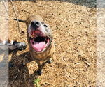 Small #11 Catahoula Leopard Dog-Labrador Retriever Mix