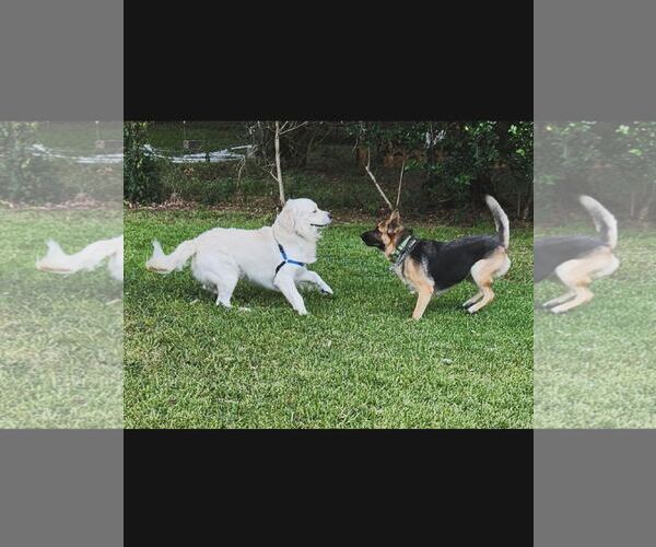 Medium Photo #5 German Shepherd Dog Puppy For Sale in Houston, TX, USA