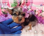 Raspberry - Female Yorkshire Terrier Puppy for Sale - Photo #5