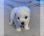 Small Photo #5 Bichon Frise Puppy For Sale in BAXTER, MN, USA