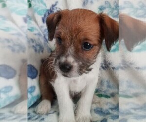 Jack-A-Poo Puppy for sale in FREDERICKSBURG, OH, USA