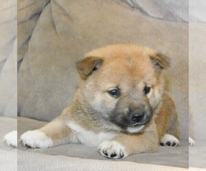 Shiba Inu Puppy for sale in SMITHSBURG, MD, USA