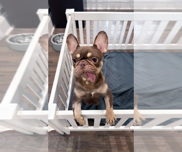 Medium Photo #1 French Bulldog Puppy For Sale in LAWRENCEVILLE, GA, USA