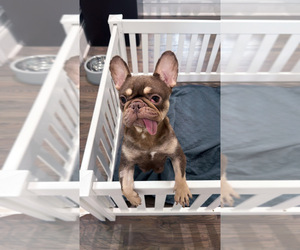 Mother of the French Bulldog puppies born on 06/20/2025