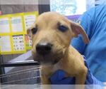 COPPER - Male Mutt Dog for Adoption - Small photo