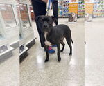 Small #5 American Staffordshire Terrier Mix