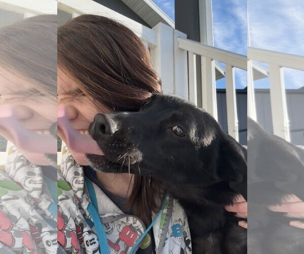 Medium Photo #4 Labrador Retriever Puppy For Sale in Sandy, UT, USA