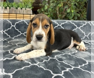 Beagle Puppy for sale in GREENFIELD, IN, USA