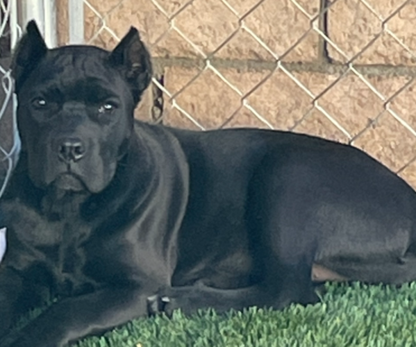 Medium Photo #1 Cane Corso Puppy For Sale in BLOOMINGTON, CA, USA