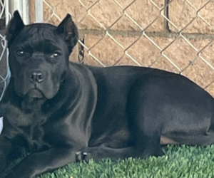 Mother of the Cane Corso puppies born on 06/28/2026