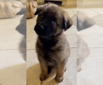 Small Photo #9 Malinois Puppy For Sale in SAN MARCOS, CA, USA