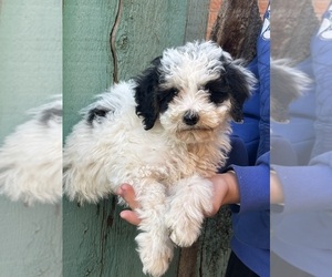 Bernedoodle (Miniature) Puppy for sale in LONGMONT, CO, USA