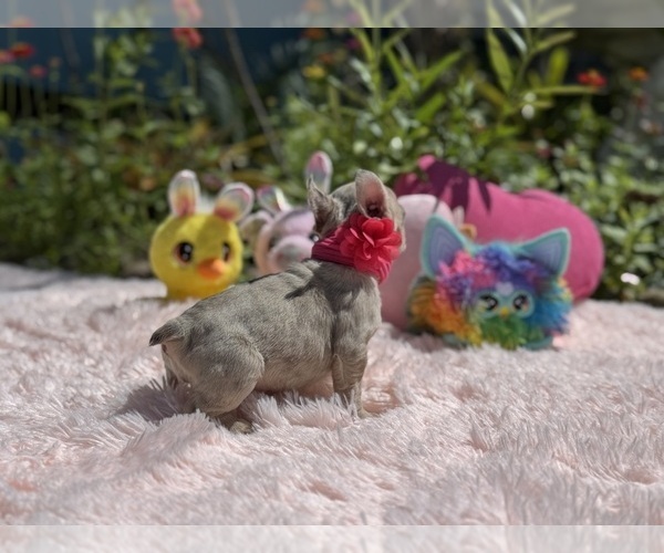 Medium Photo #7 French Bulldog Puppy For Sale in LEHIGH ACRES, FL, USA