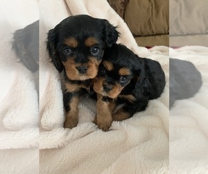 Cavalier King Charles Spaniel Puppy for sale in THREE FORKS, MT, USA