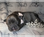 Small Photo #40 French Bulldog Puppy For Sale in MIMS, FL, USA