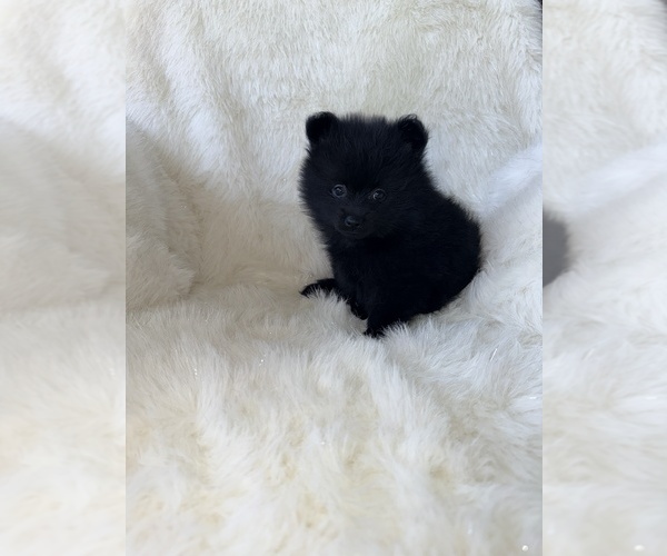 Medium Photo #4 Pomeranian Puppy For Sale in JOLIET, IL, USA