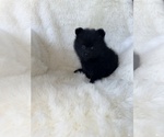 Small #3 Pomeranian