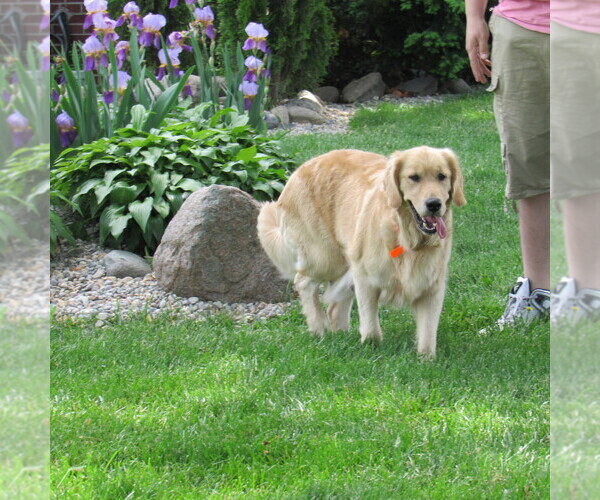Medium Photo #51 English Cream Golden Retriever Puppy For Sale in NORTHWOOD, OH, USA