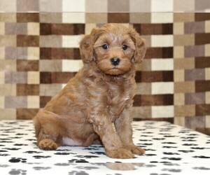 Cavapoo (Miniature) Puppy for sale in DENVER, PA, USA
