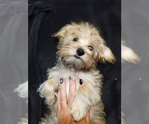 Yorkshire Terrier Dogs for adoption in STOCKBRIDGE, GA, USA