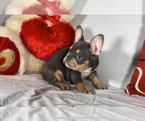 French Bulldog Puppy for sale in BROOKLYN, NY, USA