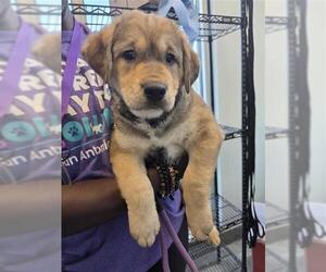 Huskies -Unknown Mix Dogs for adoption in San Antonio, TX, USA