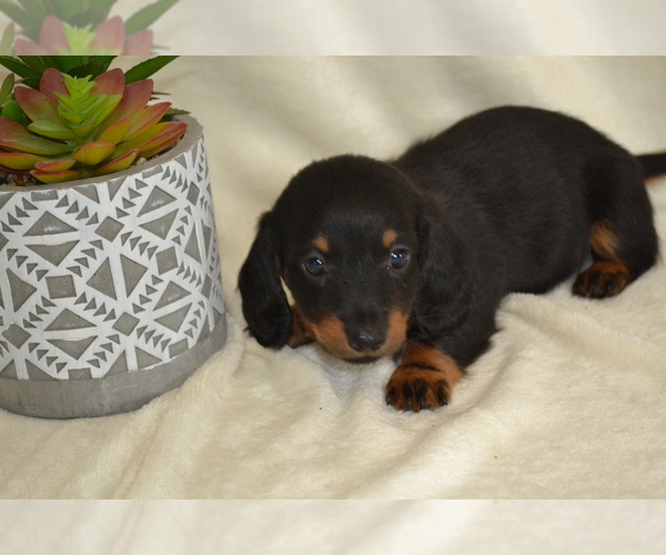 Medium Photo #4 Dachshund Puppy For Sale in GREENWOOD, WI, USA